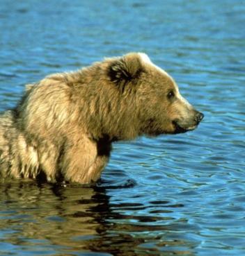 Priya Kapoor avatar
