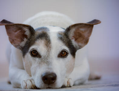 Jonas Richter profile photo