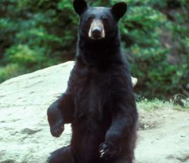 Maya Chen profile photo