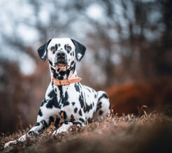 Leo Anders profile photo