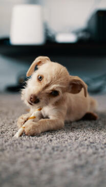 Maya Chen profile photo