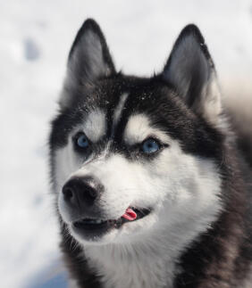 Maya Chen profile photo