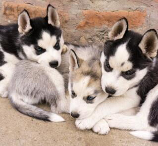 Maya Chen profile photo