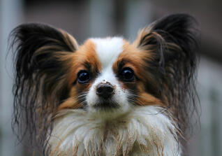 Maya Chen profile photo