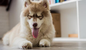 Maya Chen profile photo